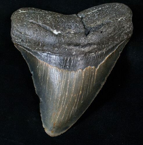 Megalodon Tooth - North Carolina #16313